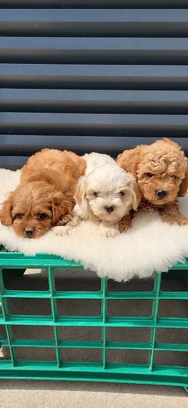 antialergijski psi: Maltipoo-Cavapoo Cavapo-Kavapu stenci oba pola.Majka Cavapo a otac — 3