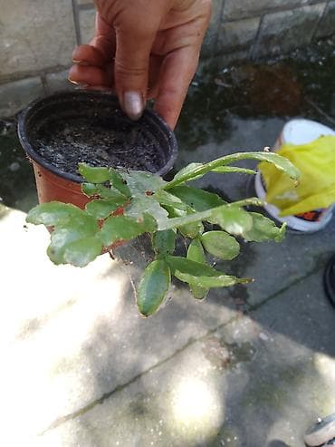 Sobna biljka – Schlumbergera (božićni kaktus) u saksiji - Vrsta