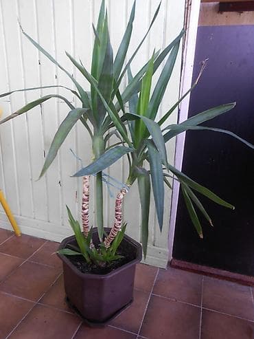 Velika Dracena sa saksijom. Šaljemo Beksom na lalafo.rs Velika Dracena sa saksijom. Šaljemo Beksom