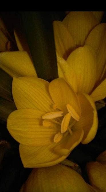 aksesoari za more: Lukovice žutog krokusa (10 kom u pakovanju) 200 din — 2