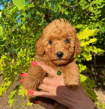 ovcari psi: Odgajivacnica pasa "Happy Puppies" ima u ponudi muzjake patuljaste i — 2