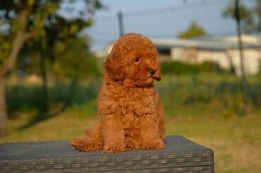 Pets & Animals: Toy pudle Odgajivacnica "Team AS Trajkovic" u ponudi ima prelepe toy — 7