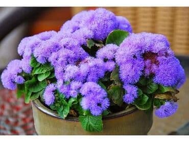 Goruća ljubav Blue Star Cena:550 dinara Pakovanje 2gr Jednogodišnja na lalafo.rs Goruća ljubav Blue Star Cena:550 dinara Pakovanje 2gr Jednogodišnja