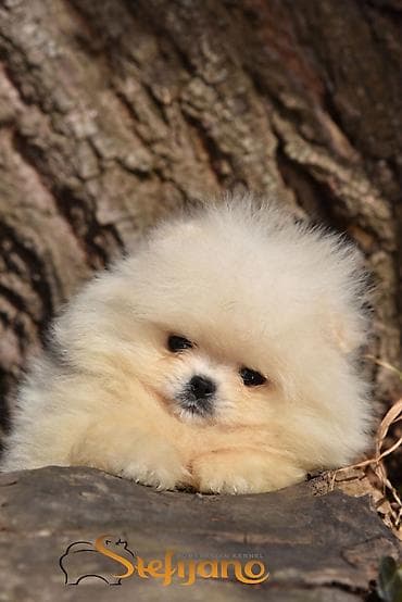 Domaće životinje: Pomeranac Boo.Vrhunski stenci pomeranca,minijaturnog patuljastog — 3