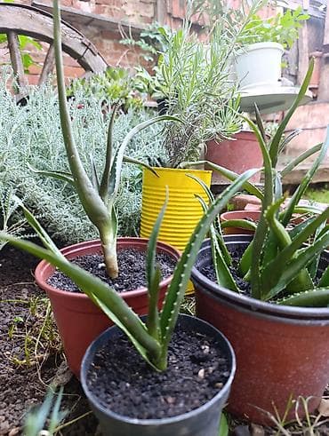 zimsko radno odelo: Aloe arborescens – LEKOVITA ALOJA Jedna od najlekovitijih vrsta — 3
