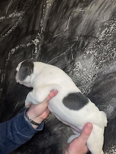 pomeranac mali psi za stan na poklon: Francuski buldog štenci – merle i bele šare, plave oči - Rasa — 4