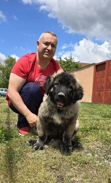 psi pomeranci na poklon: Kavkaski ovčar štenci Odgajivacnica Petar Veliki FCI 4469 sa preko — 4