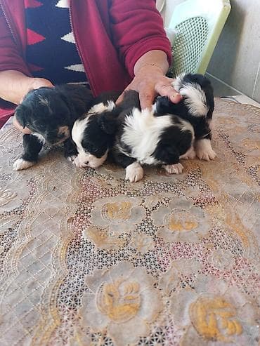 psi mali: Štenci crno-belih malih rasa (više štenaca na raspolaganju) - Štenci — 1