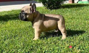 francuski buldog za parenje: Odgajivačnica francuskih buldoga "Od kuce don" predstavlja leglo na — 7