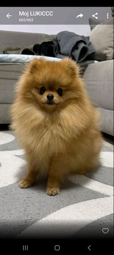 mini pomeranac prodaja: Pomeranac muski star 11 meseci — 1