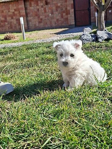 Psi: Zapadno škotskog belog terijera "W E S T I " stari 2 meseca — 7