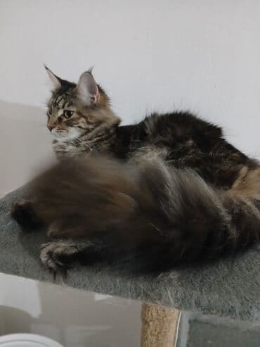 jeftina hrana za pse: Maine Coon mačka – prelepa tigrasta (brown tabby) ženka sa izrazitim — 7