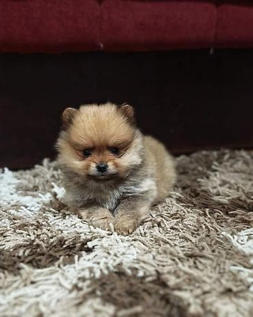 mesanac labradora i zlatnog retrivera: Štenci pomeranskog špica prelepog krzna i izuzetno sitne građe, muškog — 8