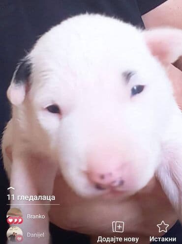 oglasi psi: Odgajivačnica TIKVARA LAKE KENNEL FCI 7519 predstavlja vrhunske štence — 5