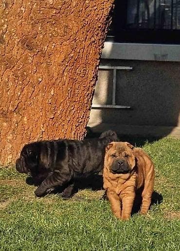 mali psi za stan: Šar Pej štenci Čistokrvni Šar Pej (Shar Pei) štenci, crvena (mahagoni) — 1