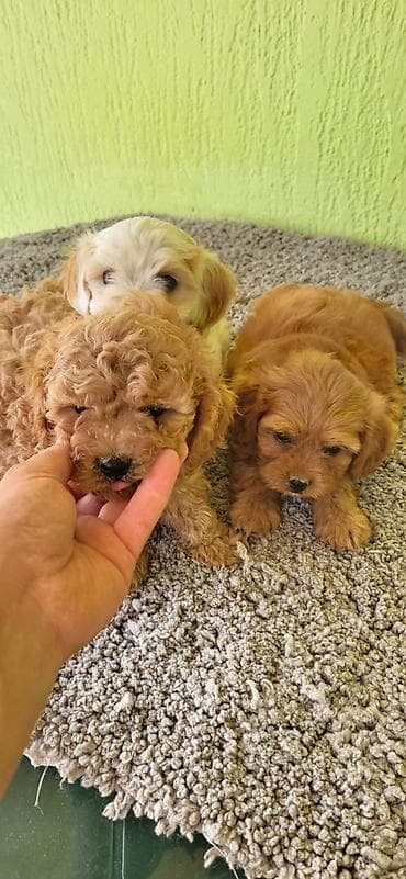 antialergijski psi: Maltipoo-Cavapoo Cavapo-Kavapu stenci oba pola.Majka Cavapo a otac — 7