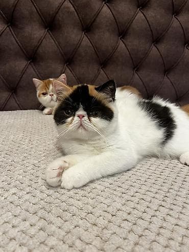 drvo maca: Na prodaju egzotični kratkodlaki mačići (Exotic Shorthair) — 4