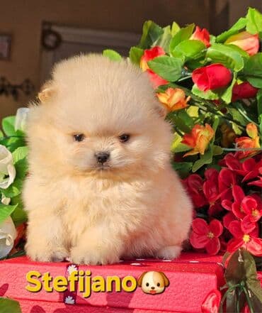 sarplaninac cena: Pomeranac Boo stenci. Ekskluzivni, vrhunski stenci pomeranca — 3