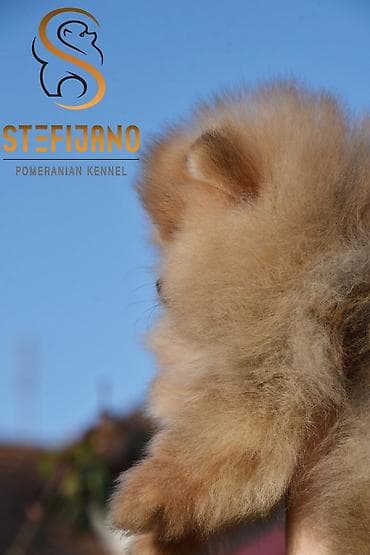 Other Pets & Animals: Pomeranac Boo. Vrhunski stenci pomeranca, kratkih njuškuca — 6