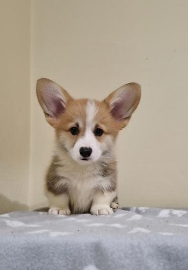 japanski psi: Kingdom of Golden Paws, odgajivačnica Velškog Korgija Pembrok — 7