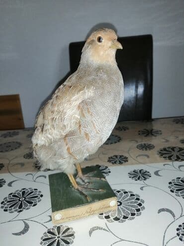 Preparirana ptica — 13