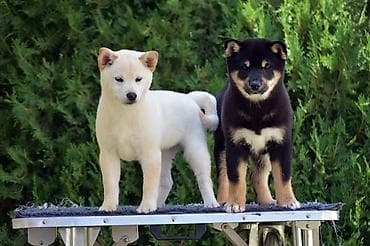 staford kuce: NEW "MINMIGORA' S" litter "Minmigora' s" Shiba Inu kennel present new — 8