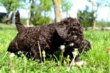 Sweatpants: Lagotto Romagnolo štenci dostupni u odgajivačnici Ideal Dale Otkrijte — 9