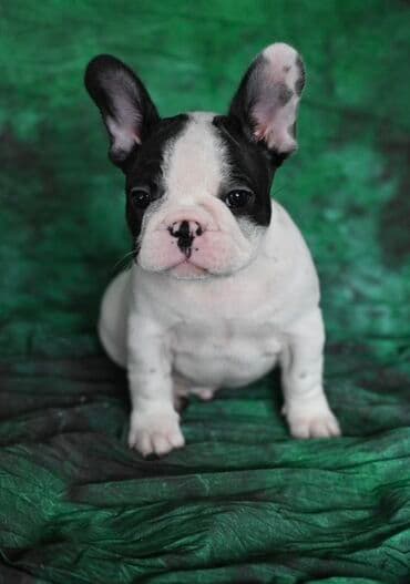haski stene: Francuski buldog – štene - Rasa: francuski buldog - Pol: muško — 3