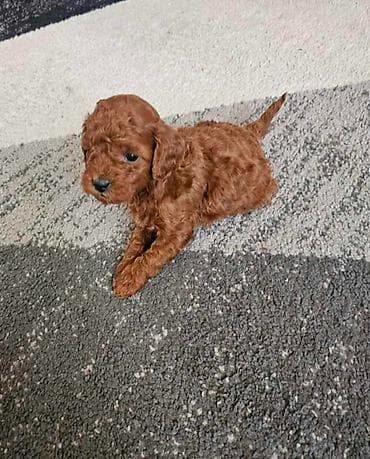 macke na poklon: Najmanje pudle, od najlepsih roditelja u Evropi samo u — 6