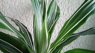 Dracena White Bird, Drvo Života, kvalitetna biljka