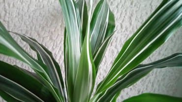 kucno cvece: Dracena White Bird, Drvo Života, kvalitetna biljka — 1