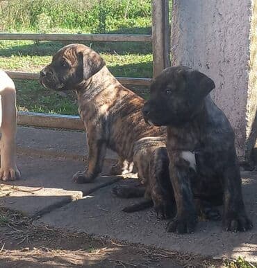 psi na poklon srbija: Presa Canario štenci na prodaju, stari mesec i po dana. Vakcinisani — 9