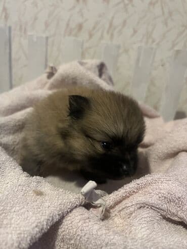 Psi: Pomeranac (špic) štene - Rasa: pomeranski špic (mini/spic tipičnog — 2