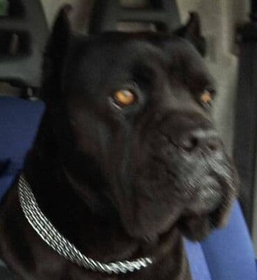 kucni psi: Cane Corso štenci Na prodaju štenci Kane Korso sa papirima, oštenjeni — 6