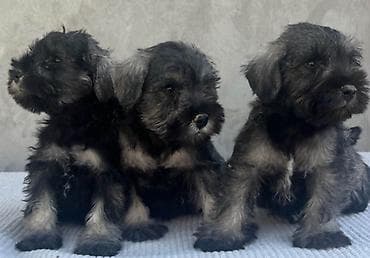 Patuljasti Šnaucer Miniature Schnauzer STENCI PATULJASTOG