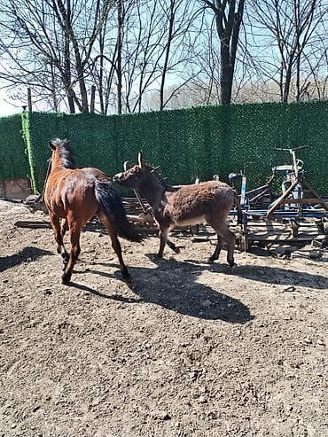 Magare – mlado, mirno i naviknuto na dvorište - Vrsta: magare (sivo