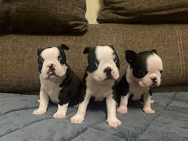 stenci mopsa: Boston terijer zenska stenad dostupna za rezervaciju u nove domove gde — 1