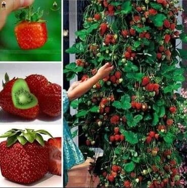 kontejnerske sadnice jagoda prodaja: Seme jagode više vrsta
Cena:650din/200 semenki — 7