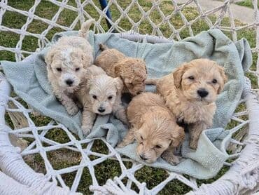 stenci na poklon beograd: Maltipoo štenci MALTIPOO štenci izuzetnog kvaliteta i izgleda, veoma — 7