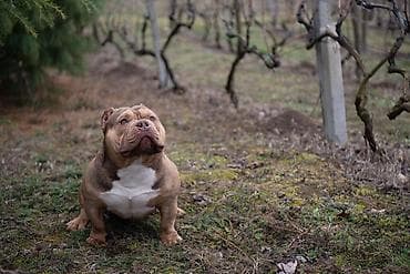 Mačke: Vrhunski mužjak egzotičnog bulija slobodan za parenje. Kineske krvne — 3