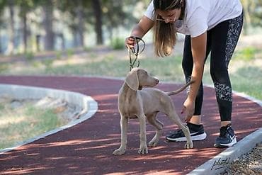 psi kupujemprodajem: Dostupni mužjak i ženka Vajmarskog ptičara Redovno očišćeni od — 4