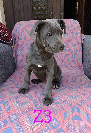 psi za udomljavanje: Pitbul Blue Nose stenci Ostenjeni 26.01. 2026. Primili 2 vakcine — 3