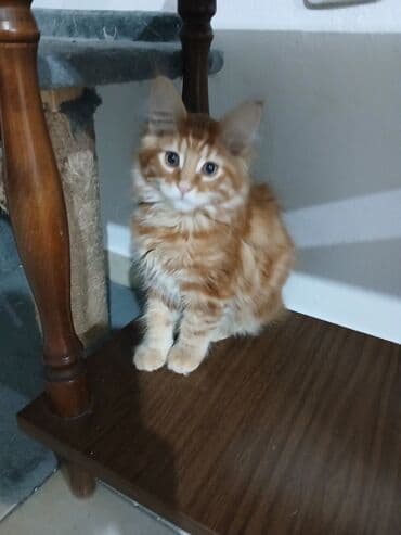 jeftina hrana za pse: Mace dugodlake – leglo prelepih mačića - Tip: kućne mačke dugodlake — 5