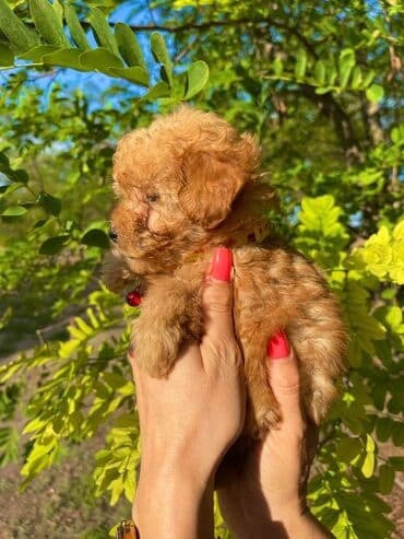ovcari psi: Odgajivacnica pasa "Happy Puppies" ima u ponudi muzjake patuljaste i — 10