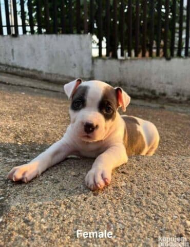 Pets & Animals: U ponudi prelepi stenci americkog staforda 2 zenke i 1 muzijak — 6