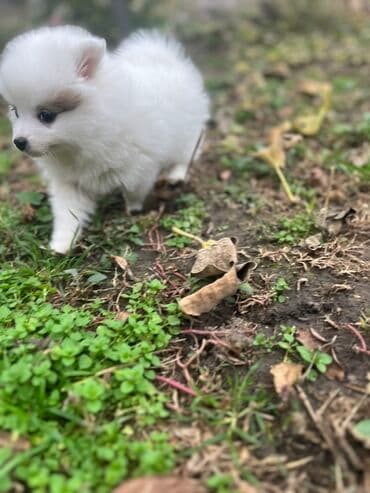 Mačke: Pomeranac štene (mini/spic tip) – pahuljasto belo sa diskretnom — 3