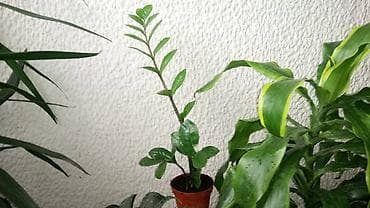 filadendron biljka: Zamija sa prve slike je 800, Zamija sa druge je 1500, Chlorophytum sa — 1