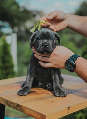 psi koji trazi tartufe: Postanite vlasnik jednog od naših vrhunskih Cane Corso štenaca — 8