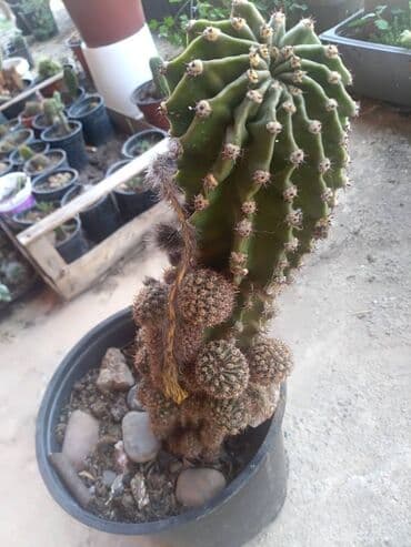 Ostali proizvodi za kuću: Kaktusi više vrsta dogovor — 1