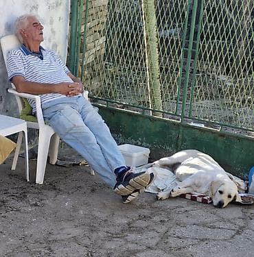 Ptice: Poklanjam psa beli Labrador curica stara 2.5 — 5